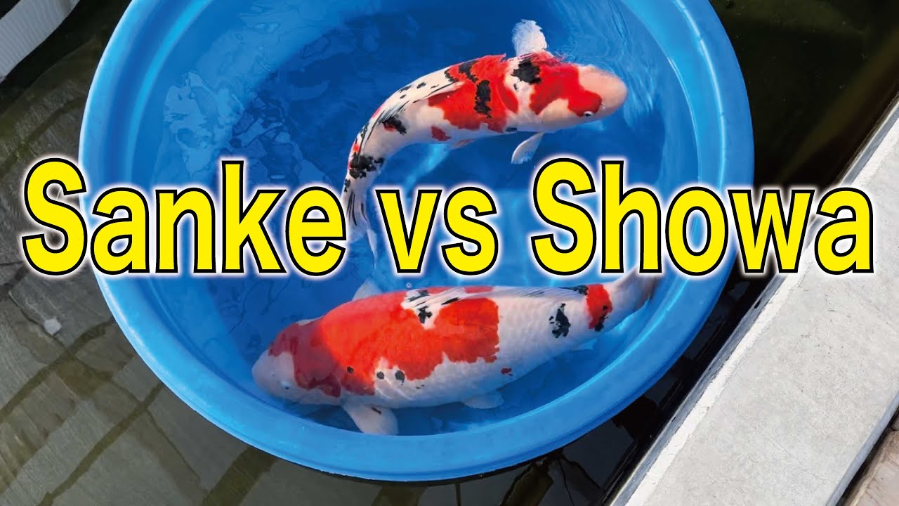 Exploring the Differences between Showa and Taisho Sanshoku  #koifish #showa #taisho
