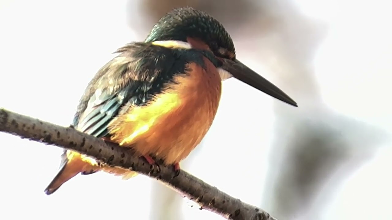 善福寺公園　カワセミ