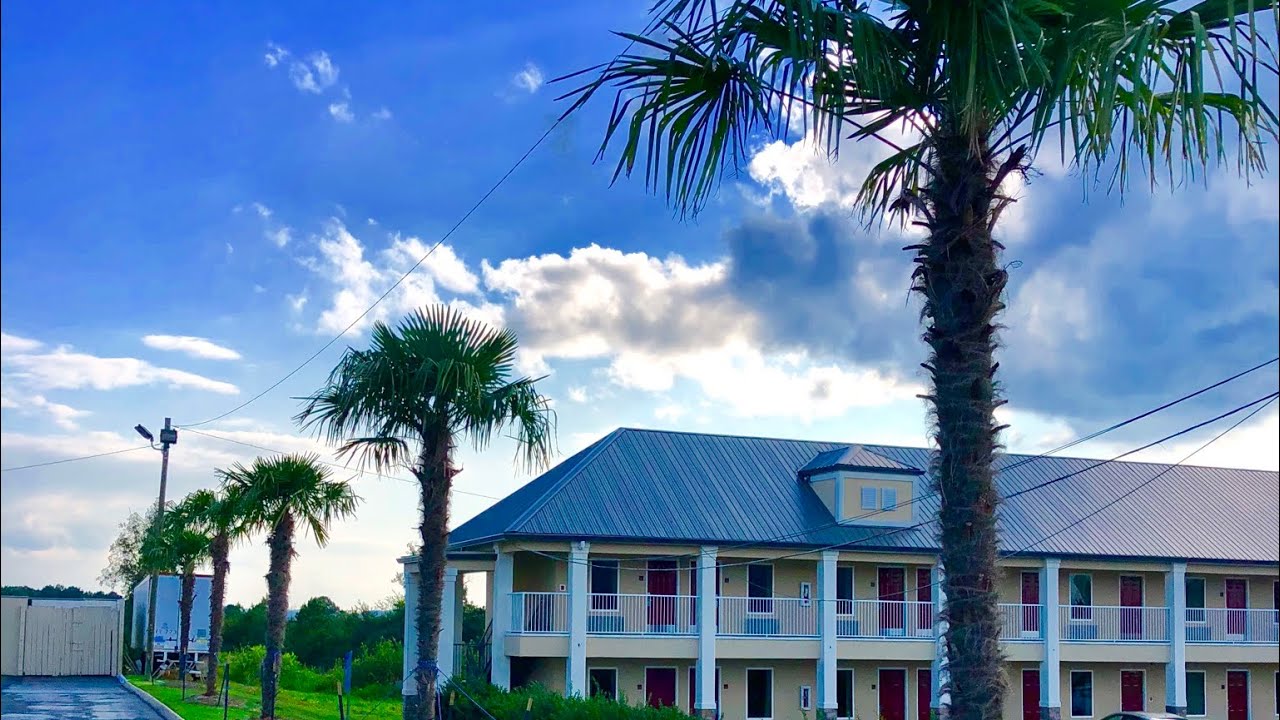 Trachycarpus fortunei review (the Windmill Palm tree)