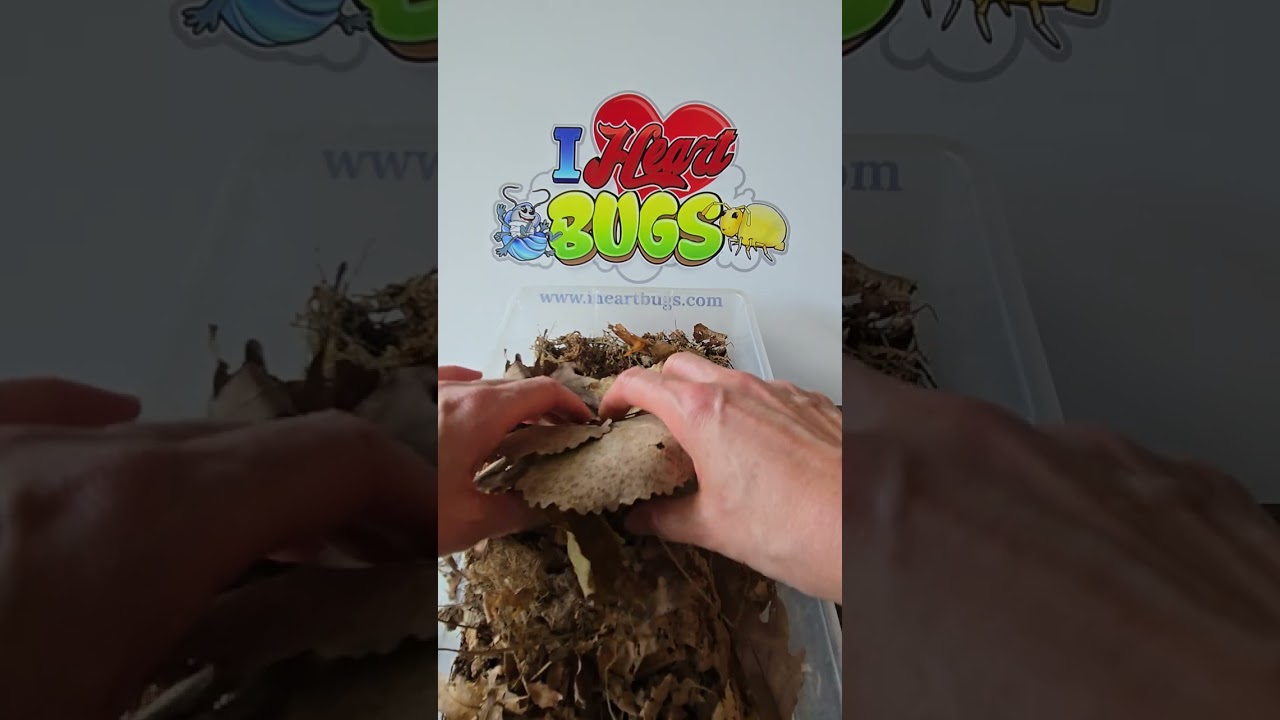 P. scaber Skewball Tri Isopod Care #isopods #pets #invertebrates