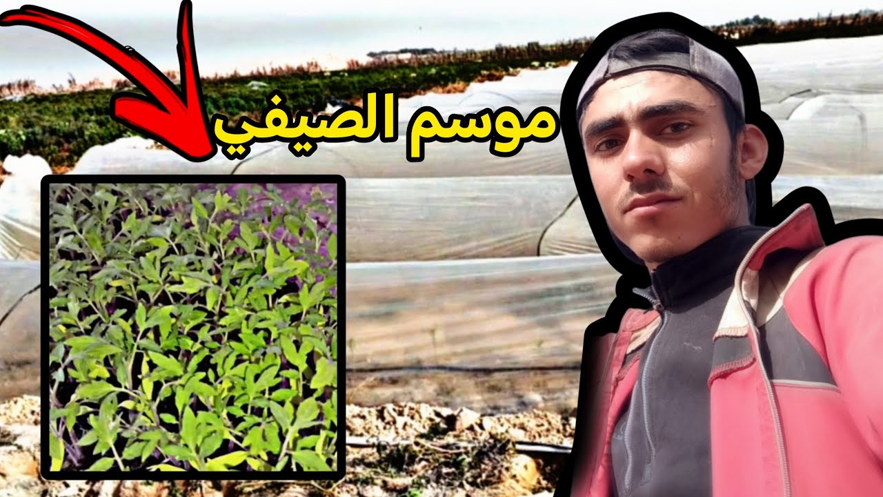 كملت زراعه موسم الصيفي الطماطم 