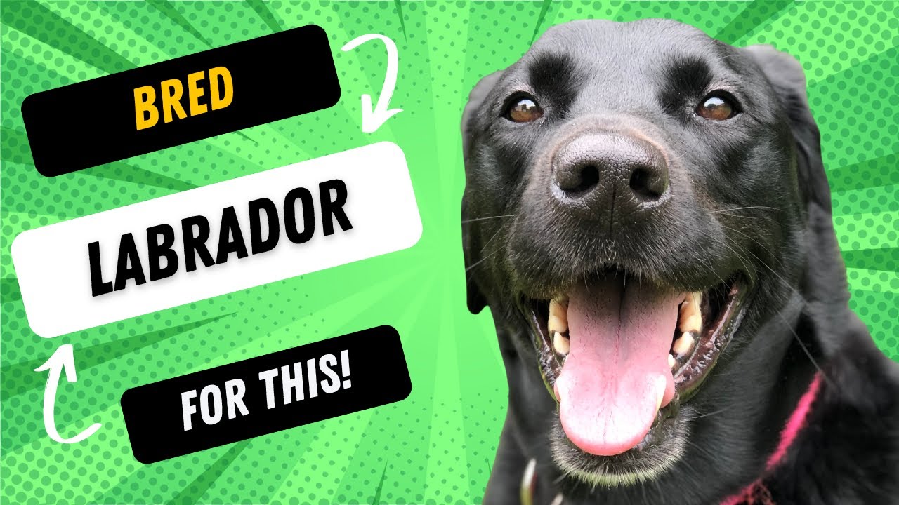 What Was The Labrador Bred For?