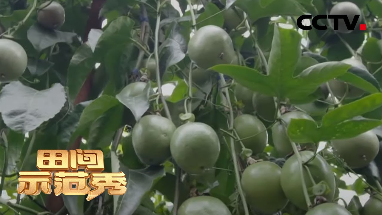 《田间示范秀》新思路种出高产果 20200506 | CCTV农业