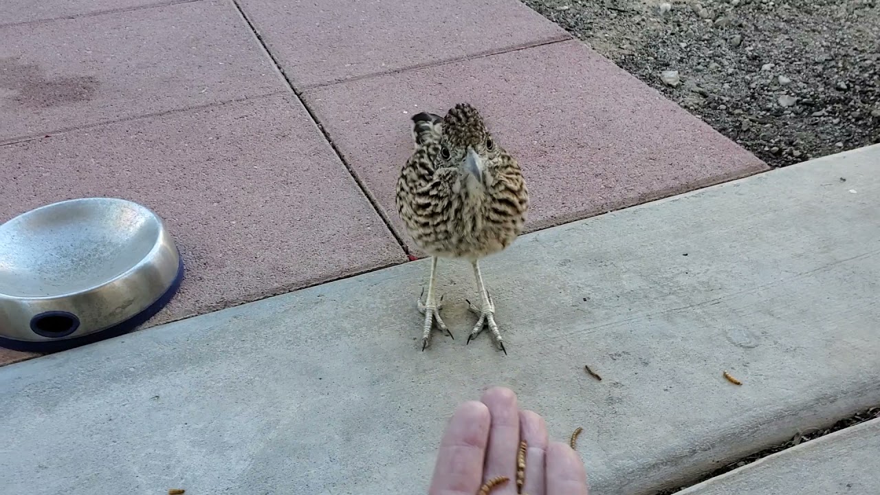 Hand feeding Roscoe the Greater Roadrunner