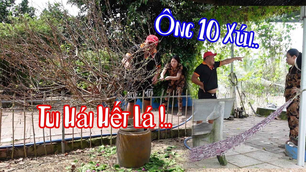 10 Râu Gài Kèo Bà Bé Hái Trụi Lá Cây Kiểng Quí Của Cha Thuỳ CàLem
