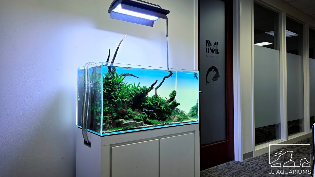 Clients Full ADA 90P Planted Aquarium Overview