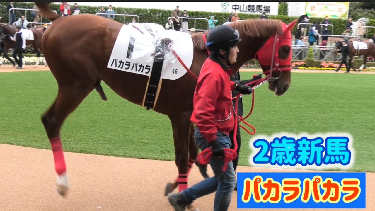 同期の女の仔達に興奮して5本脚でパカラパカラしちゃうパカラパカラ