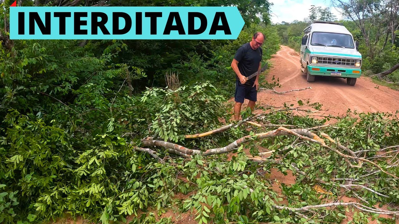 Árvore caiu na estrada da Cachoeira do Registro