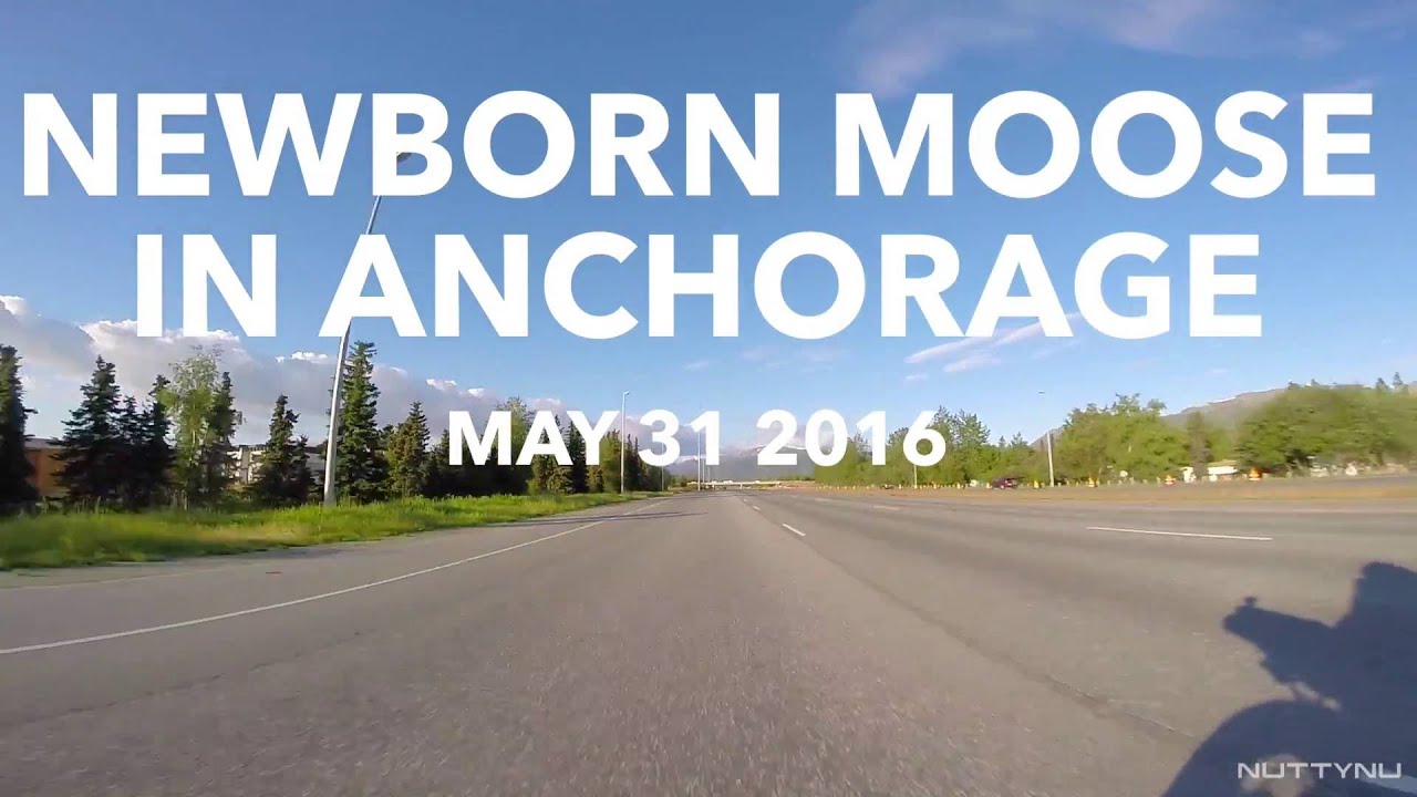 Newborn Moose In Anchorage