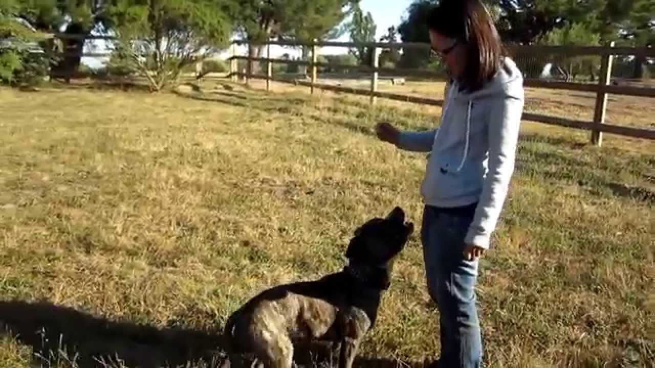 Using a food lure to teach a dog a 'down'
