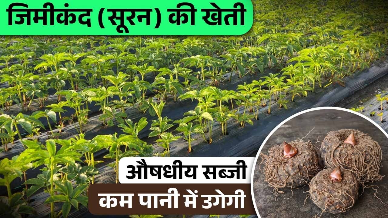 Elephant Foot Yam ऐसी सब्जी जिससे बनती है आयुर्वेदिक दवाएं | सिर्फ बारिश पर खेती संभव | Jimikand