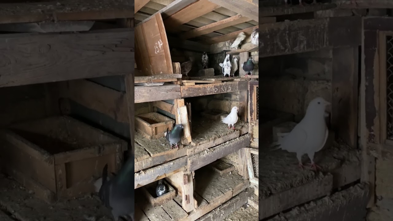Ранок починаємо з перевірки , який стан голубів. м. Бориспіль