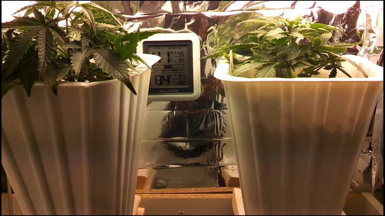 Bag seed grow week 6 first try