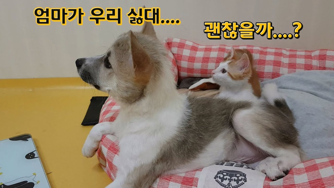 동물이라면 질색하던 엄마. 강아지, 고양이 두마리나 데리고 온다면!?