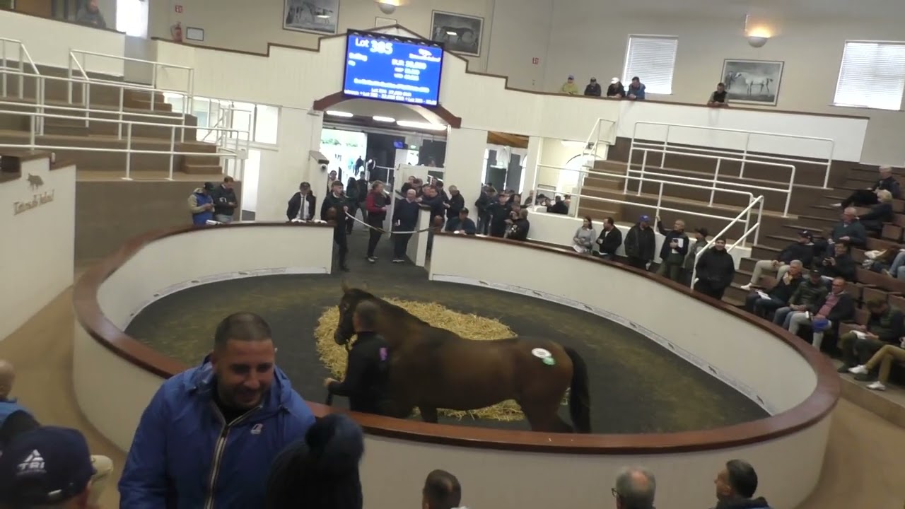 Tattersalls September Yearling Sale 2025, video 2