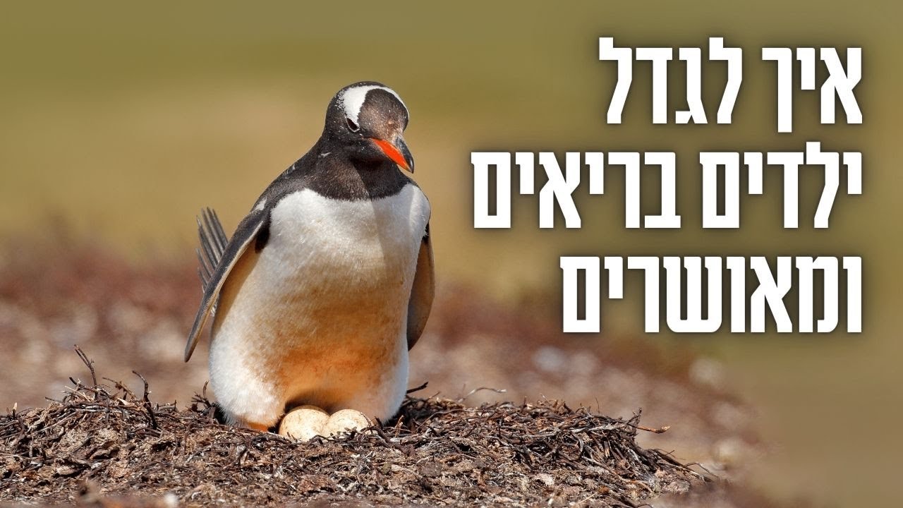 פרשת ויקהל • איך לגדל ילדים בריאים ומאושרים?