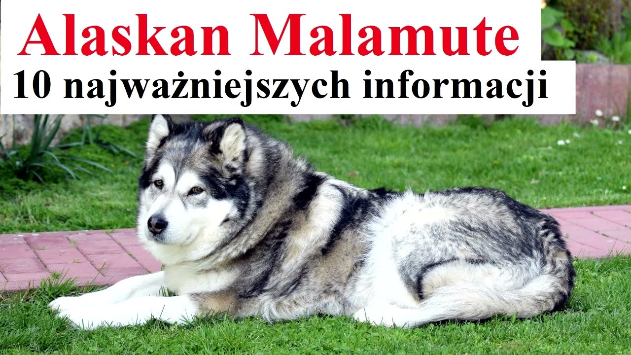 Alaskan Malamute - 10 najważniejszych informacji