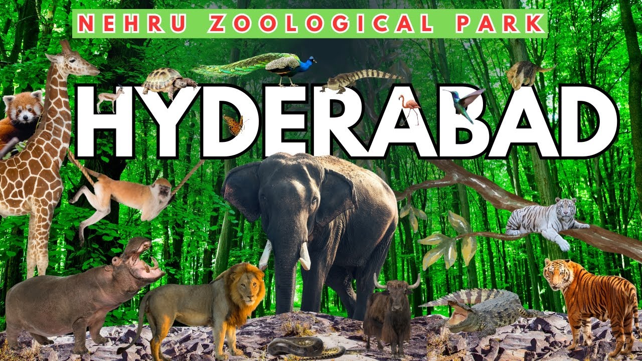 NEHRU ZOOLOGICAL PARK #hyderabad #zooparkhyderabad #like  #subscribe #animals #shere 