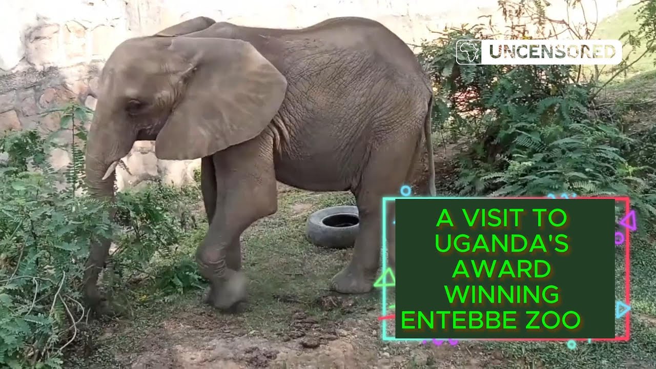 Mobile Journalism; A Visit to Uganda's Award Winning Entebbe Zoo