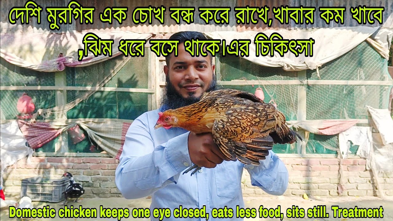 মুরগির এক চোখ বন্ধ থাকে , ঝিম ধরে বসে থাকে। এর চিকিৎসা The chicken has one eye closed,  sits still.