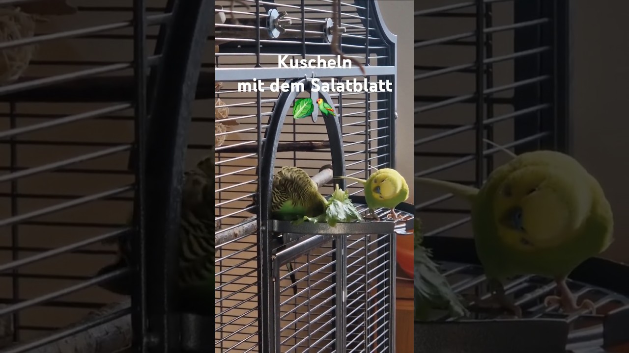 Wellensittich liebt nasses Salatblatt &bull; WelliChrisi