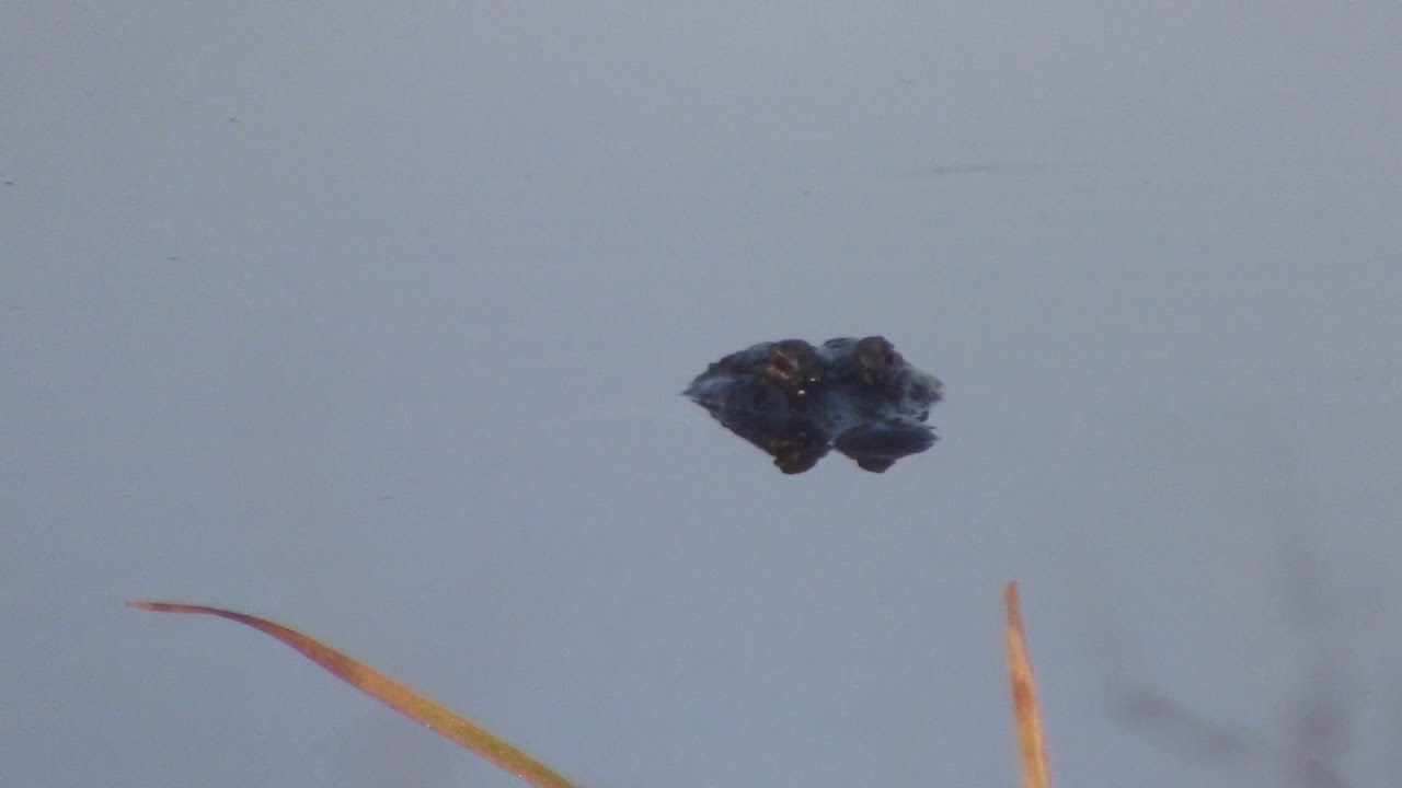 Sweetwater Wetlands Park - December 2025