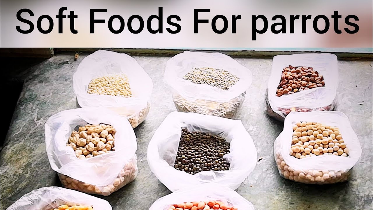 #Breeding Foods#Healthy#Nutritious Foods for sun conure#All Parrots in tamil