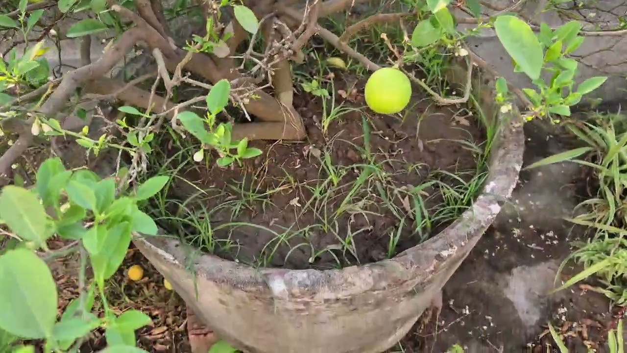 পাতি লেবুতে প্রচুর ফুল ও ফল পাওয়ার সিক্রেট টিপস।,MORE FLOWER AND FRUITS OF PATI LEBU TREE