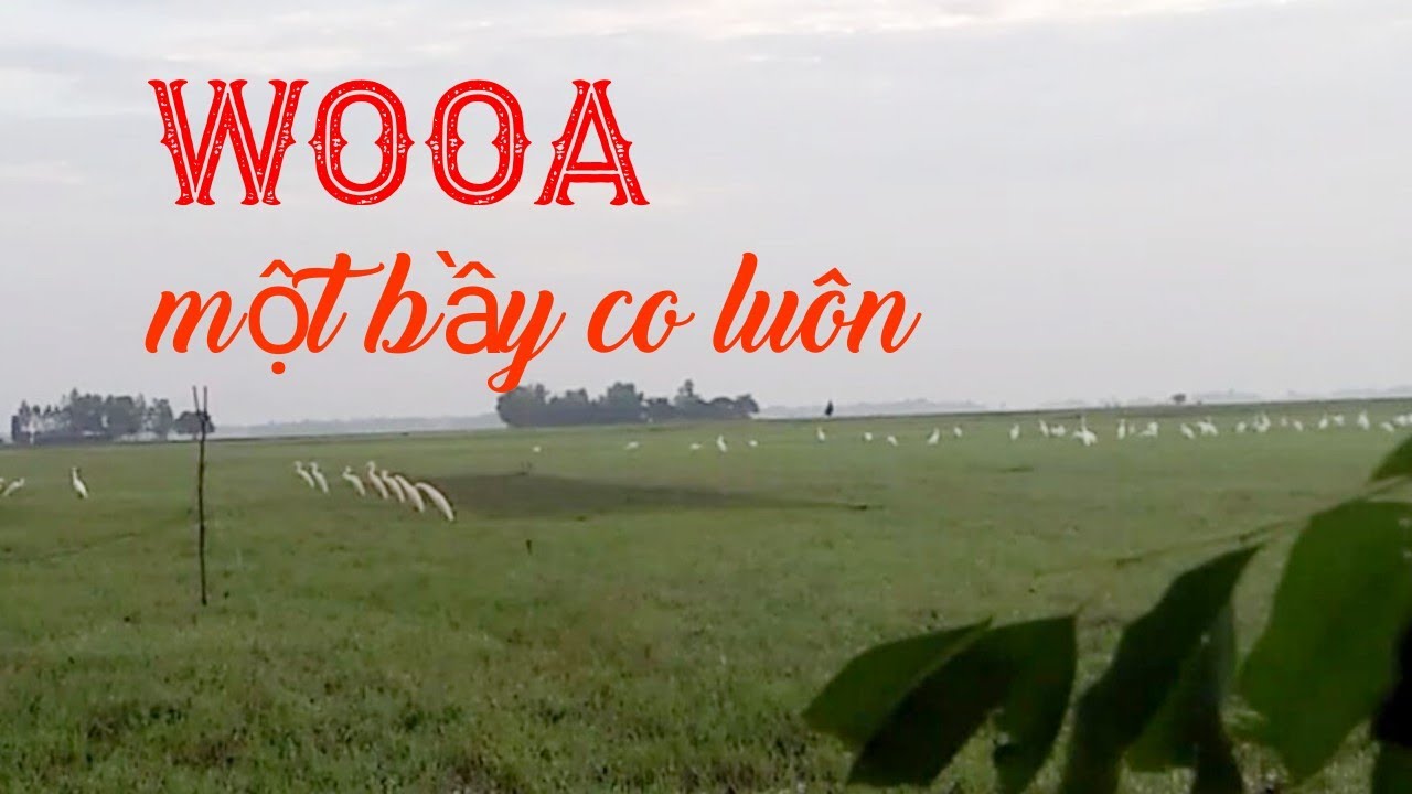 Bẫy cò trắng Gặp một bầy cò luôn