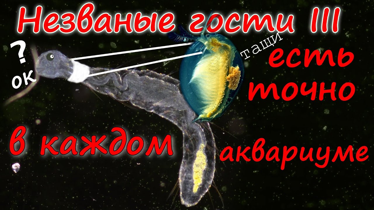 🌏 Незваные гости III  👉 червь с круглой головой и белые точки