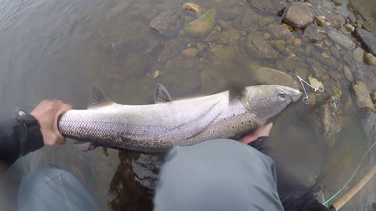 20 lbs salmon River Spey