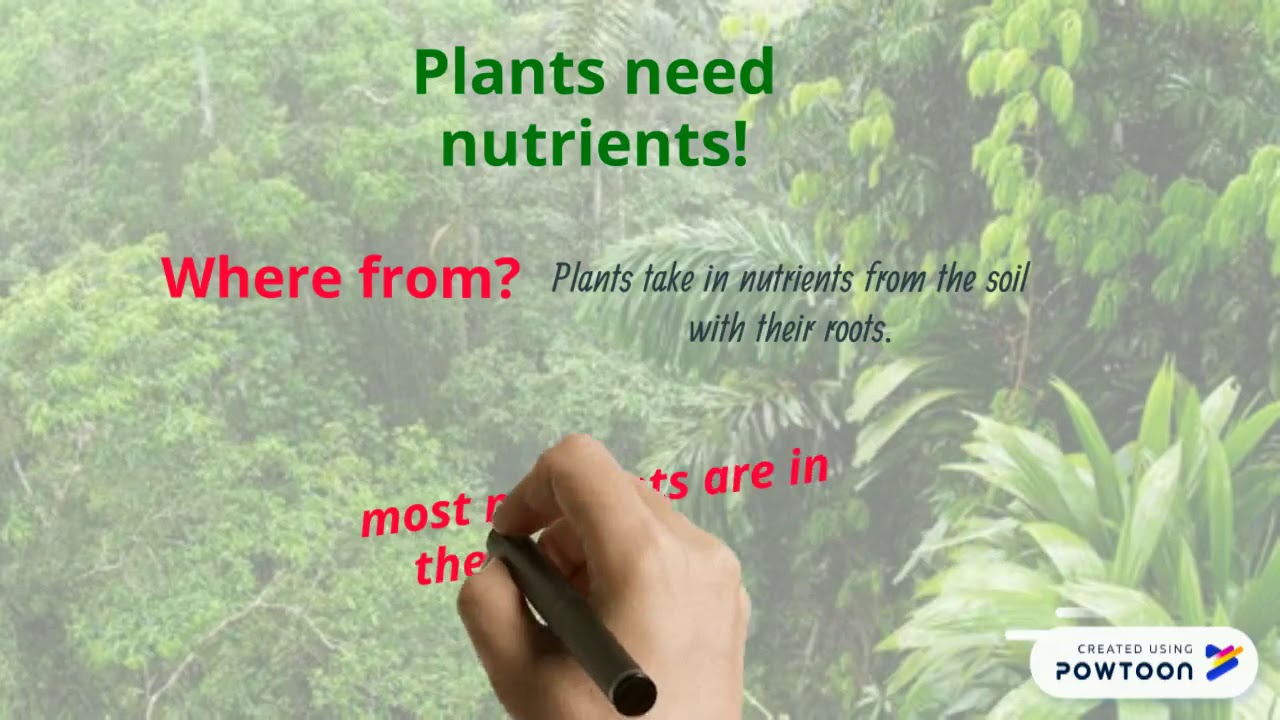Nutrient cycle in the tropical rainforest