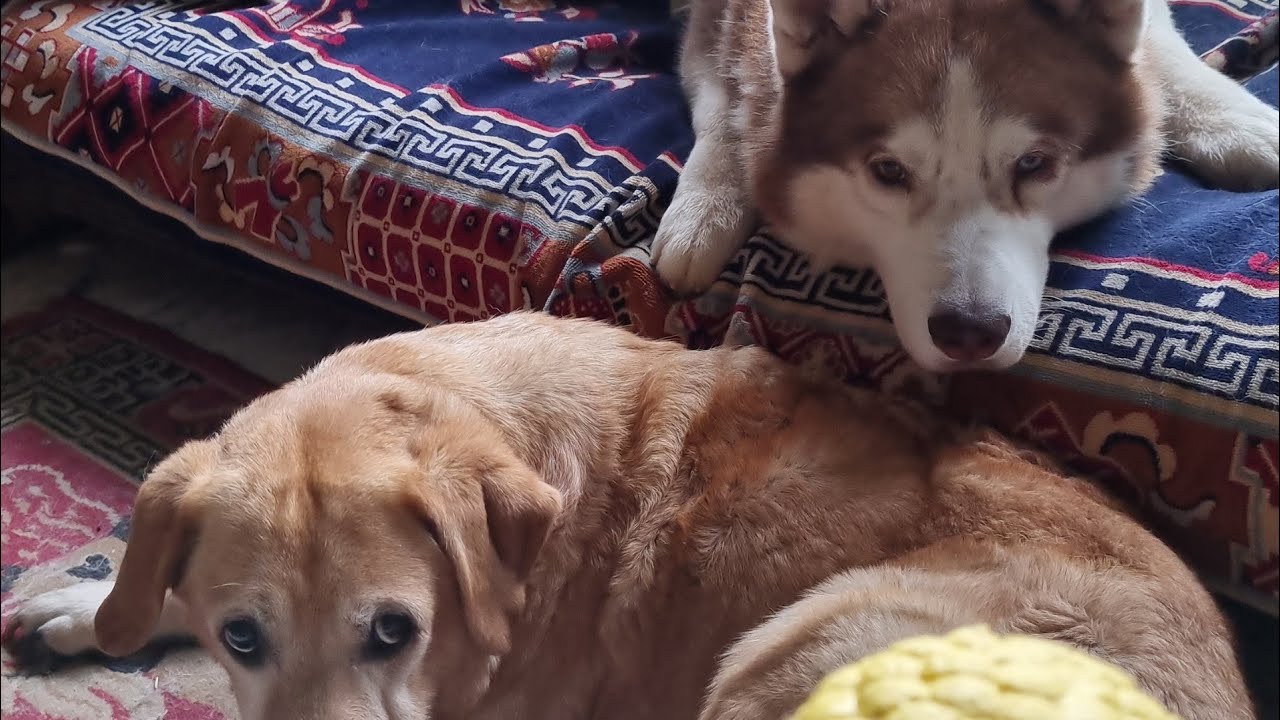 Ghost is looking for Max 😌