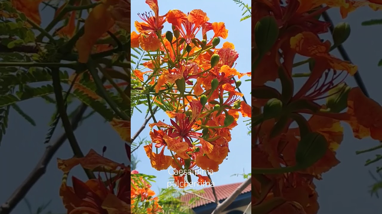 Цезальпиния прекраснейшая. Caesalpinia pulcherrima.