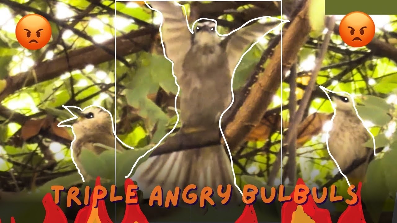 Triple ANGRY Yellow-vented bulbul complaining about the female