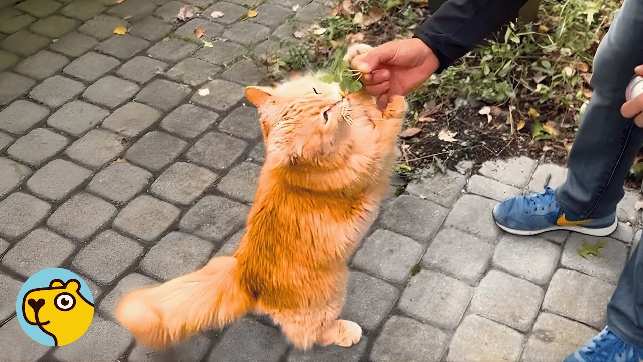 Stay Cat Asks Family To Adopt Him. They Agree!