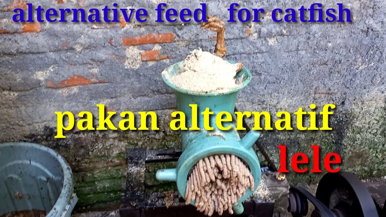 Mesin giling daging untuk membuat pakan alternatif  lele