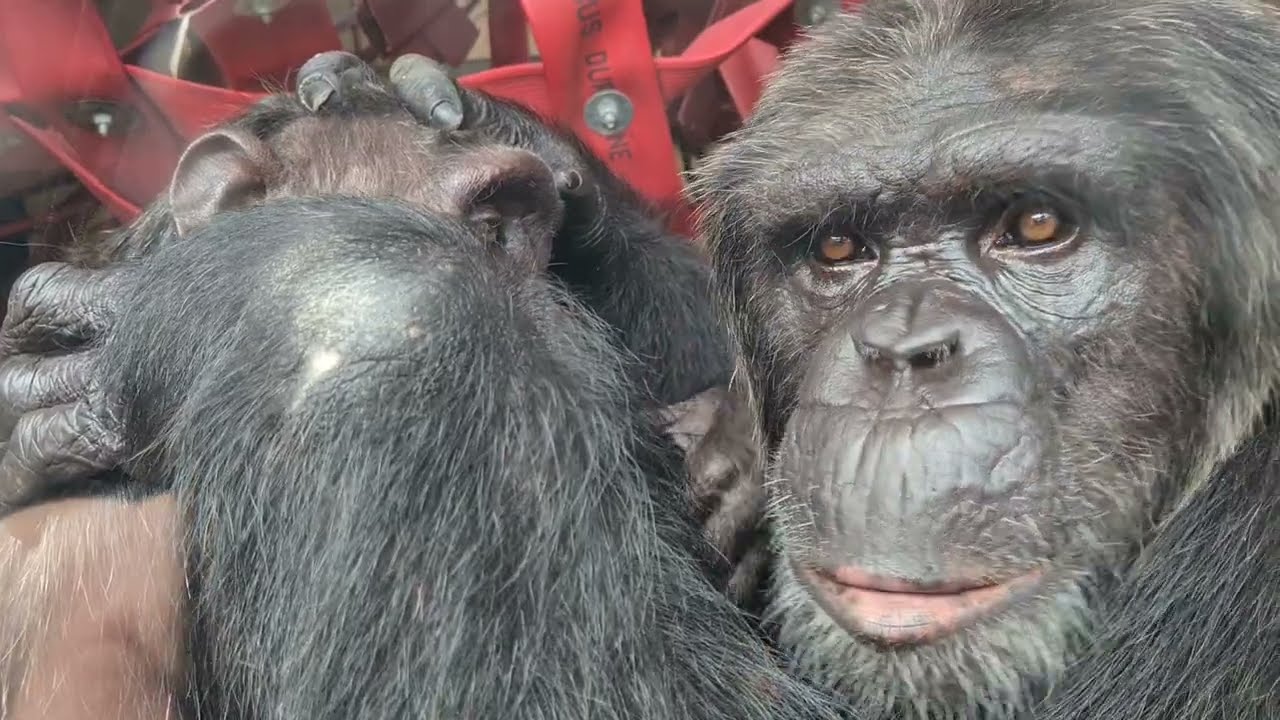Naree and Bryan at Monkey World Ape Rescue Centre