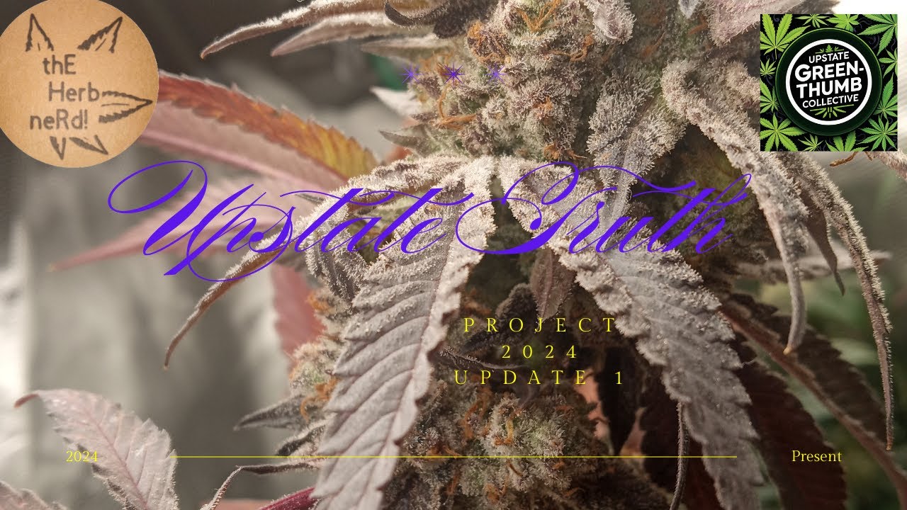 Upstate Truth Distributed Pheno-Hunt Cannabis Grow Project 2024 Update 1