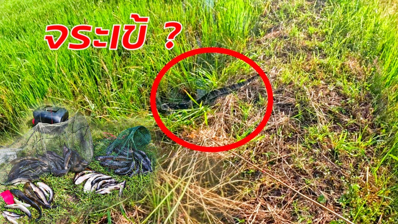 ❗จระเข้ติดเบ็ด ตั้งแต่เกิดมาพึ่งเจอจะๆแบบนี้ ใส่เบ็ดหมายหาบในเมือง คนเดียว14โล++