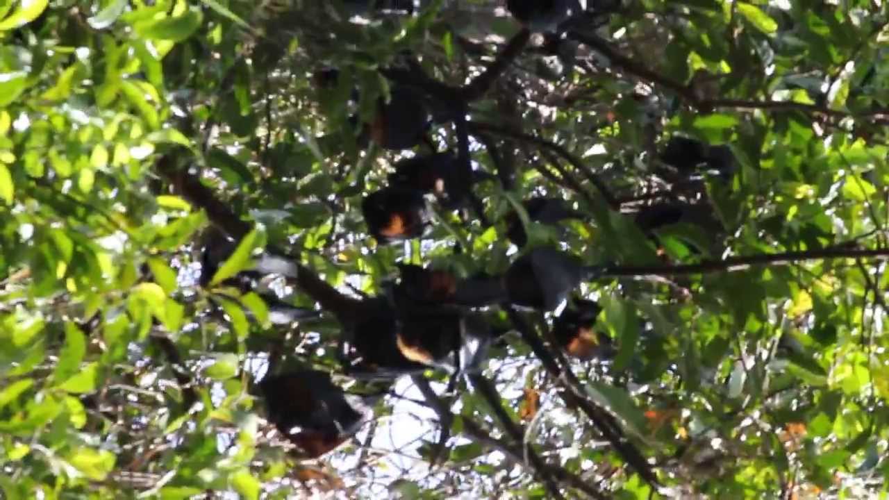 Black Flying Fox - Pteropus alecto - Litchfield National Park