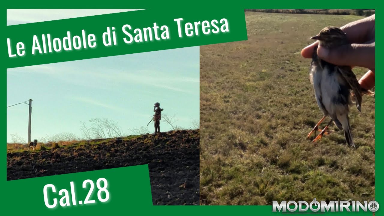 Le Allodole di Santa Teresa - Caccia alla piccola migratoria in Cal.28