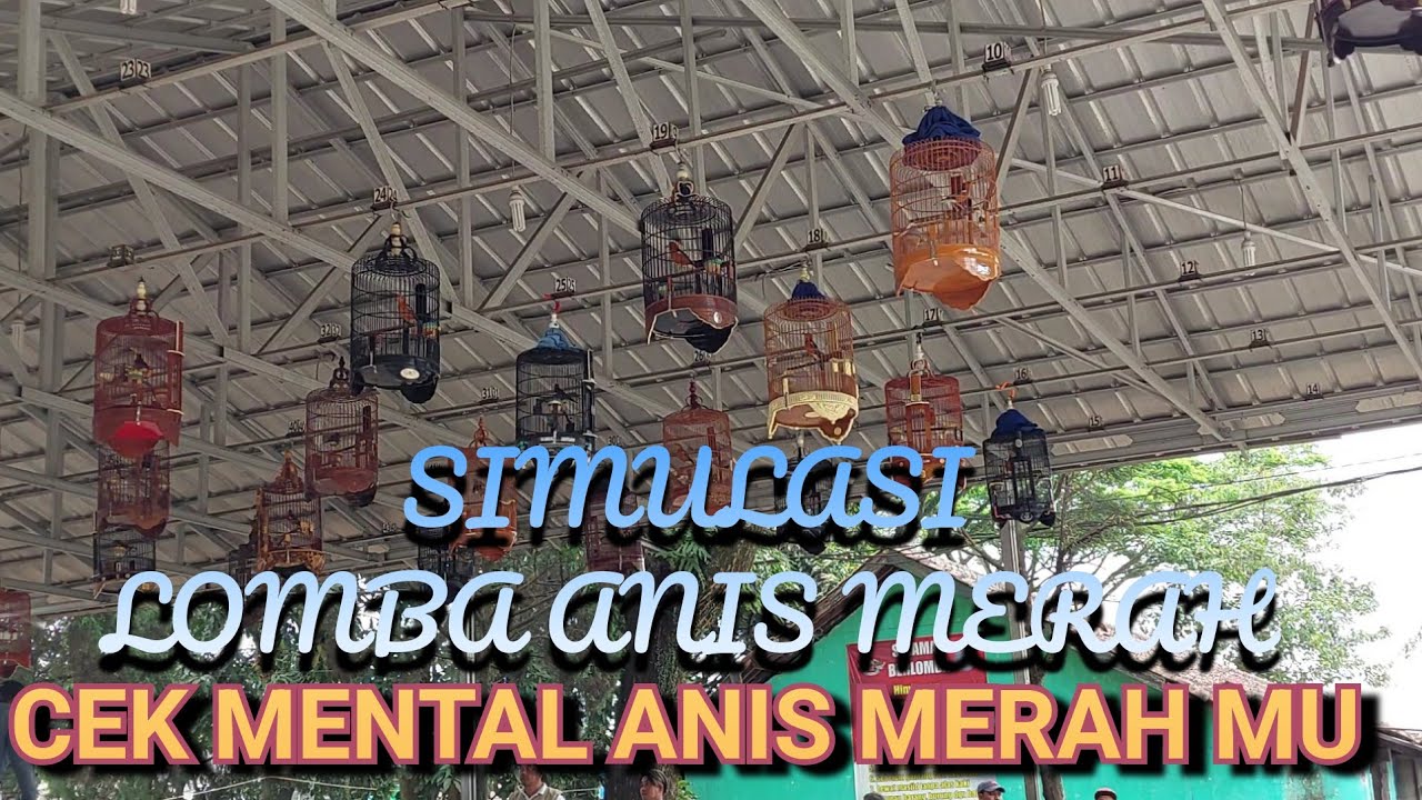 SIMULASI LOMBA ANIS MERAH || Cek dulu mental anis merah mu sebelum lomba | pancingan anis merah