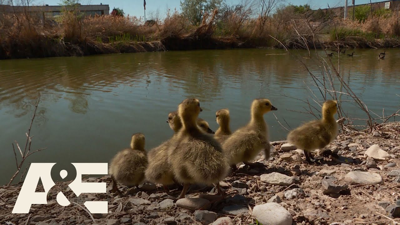 Live PD: A Literal Wild Goose Chase | A&E