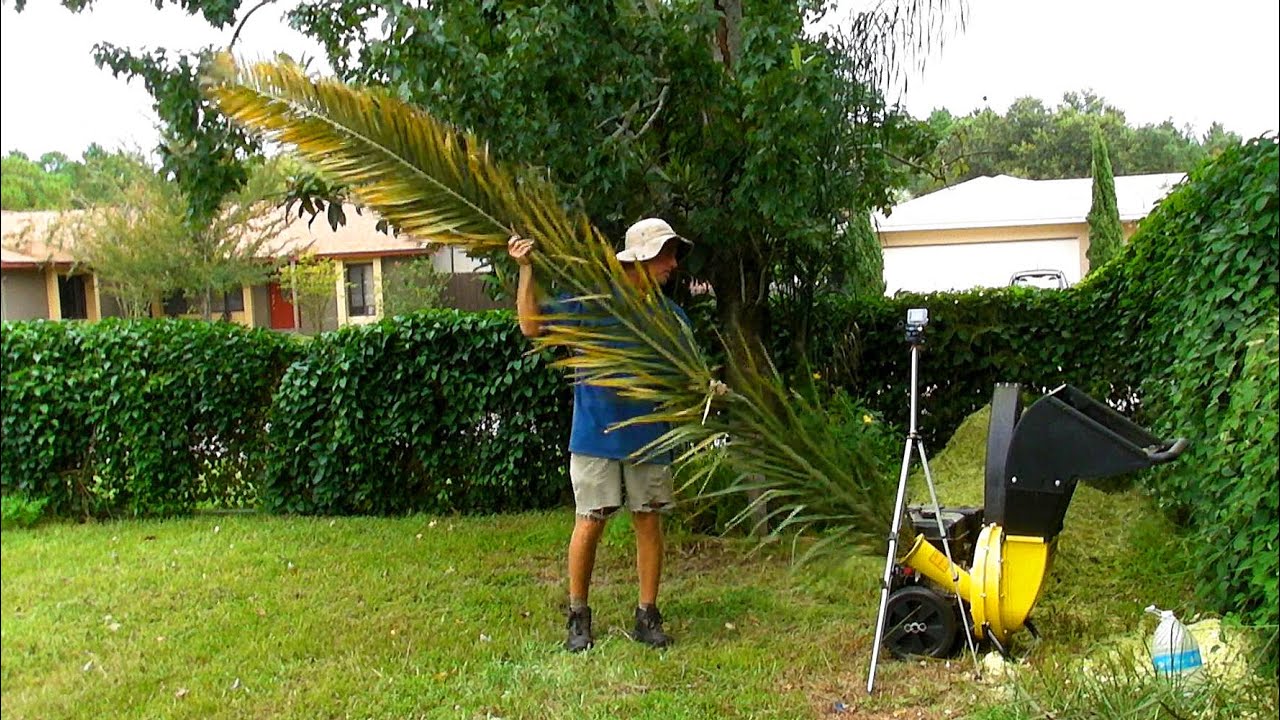 Shredding all the date palm fronds in the chipper - Satisfying!