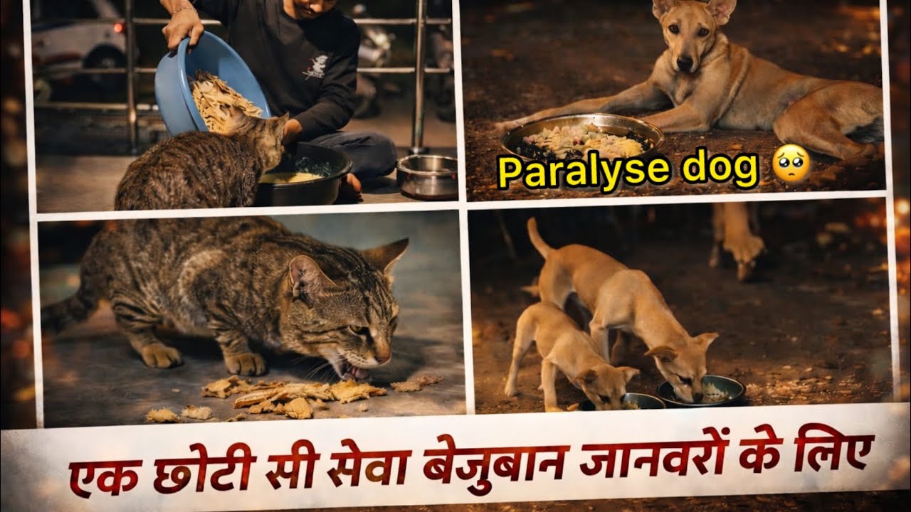 Aek choti si seva bejuban ke liye 🙏❤️ how to make dog food 
