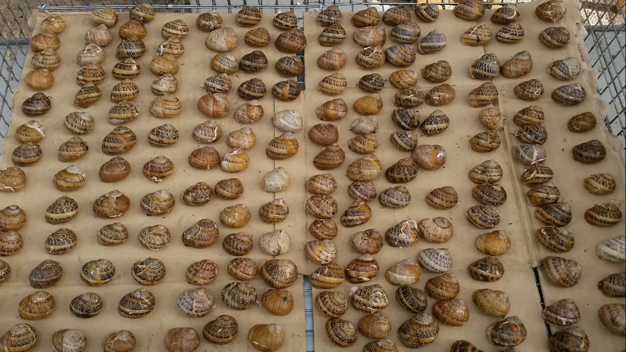 Allevamento di Lumache Helix Aspersa Muller / Umbria Lumache/ 3 Ettari