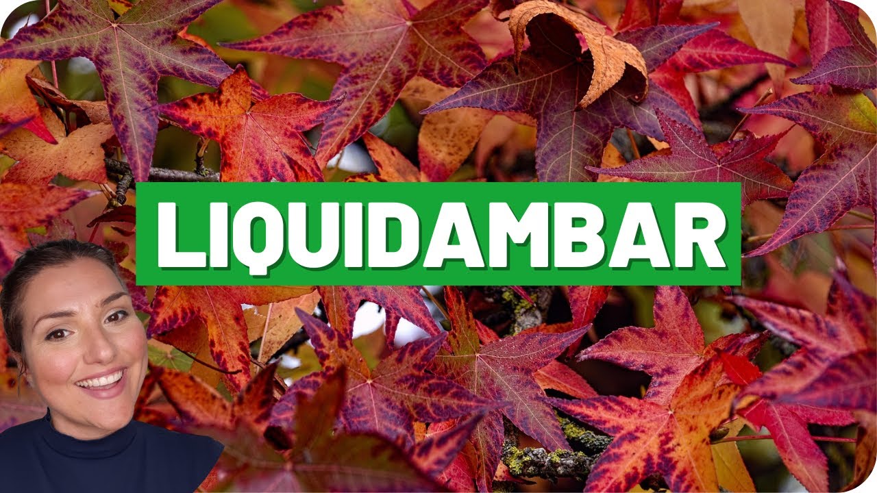 Plante Acer Liquidambar em casa! | DICAS RÁPIDAS PARA CULTIVO