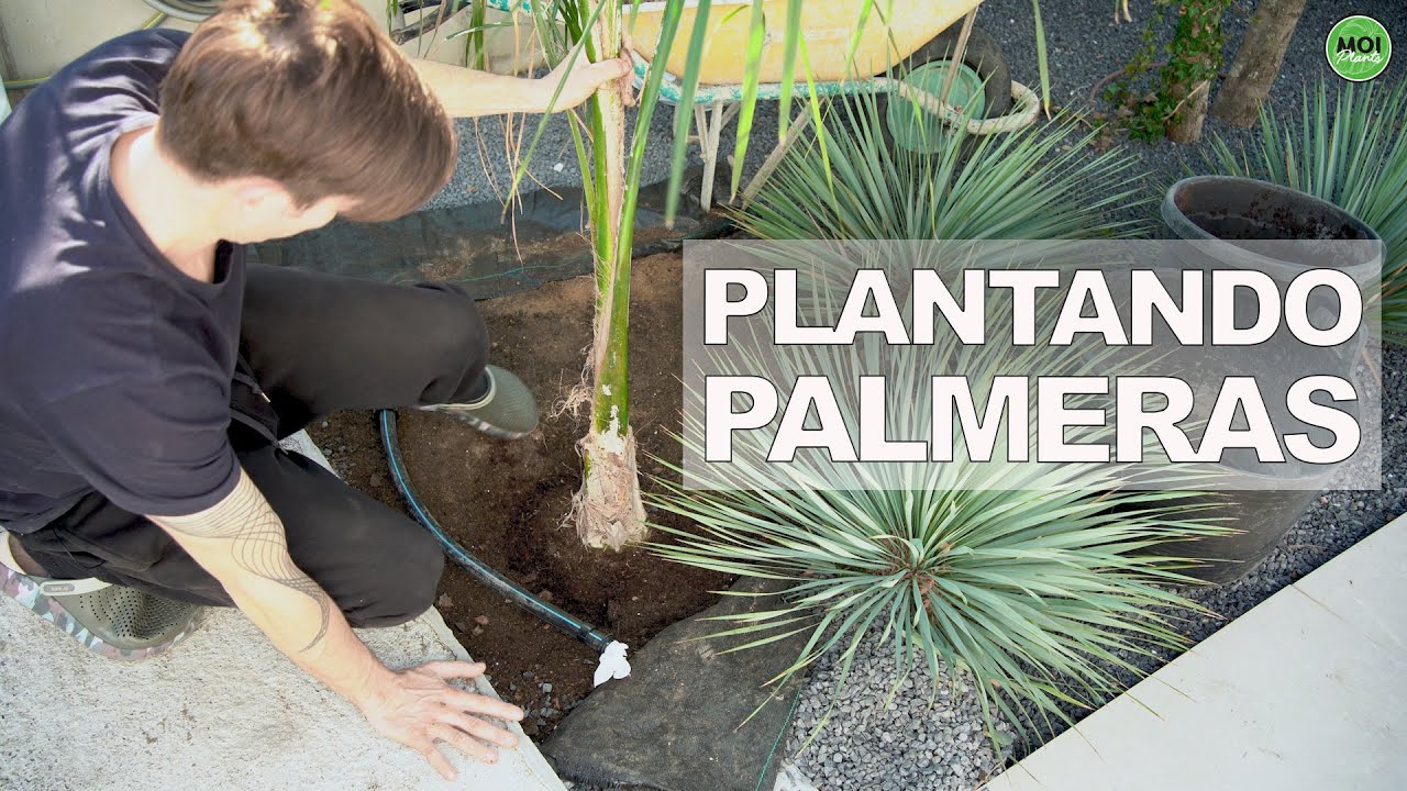 Plantando 3 PALMERAS 🌴 en el JARDÍN de mi casa🏡