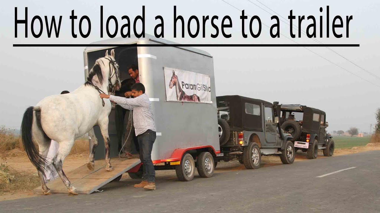 horse loading to horse trailer problem solved by Indian Horseman घोड़े को गाडी में कैसे लोड करे